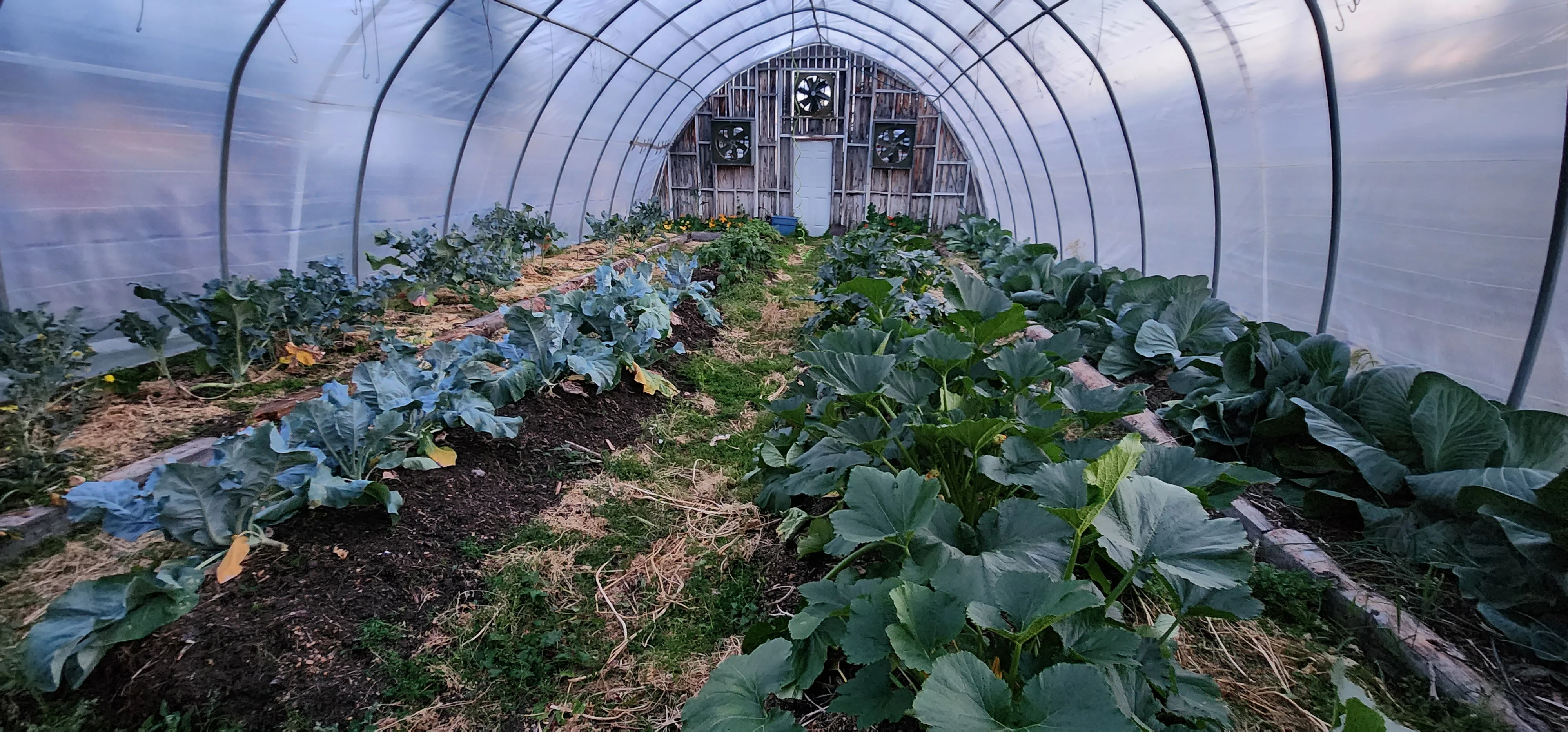 Greenhouse with thriving vegetable crops