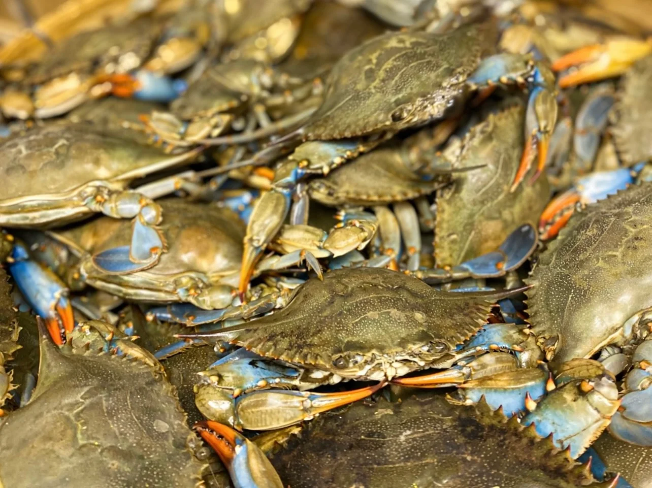 Fresh blue crabs ready for cooking