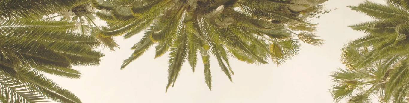 Palm trees
