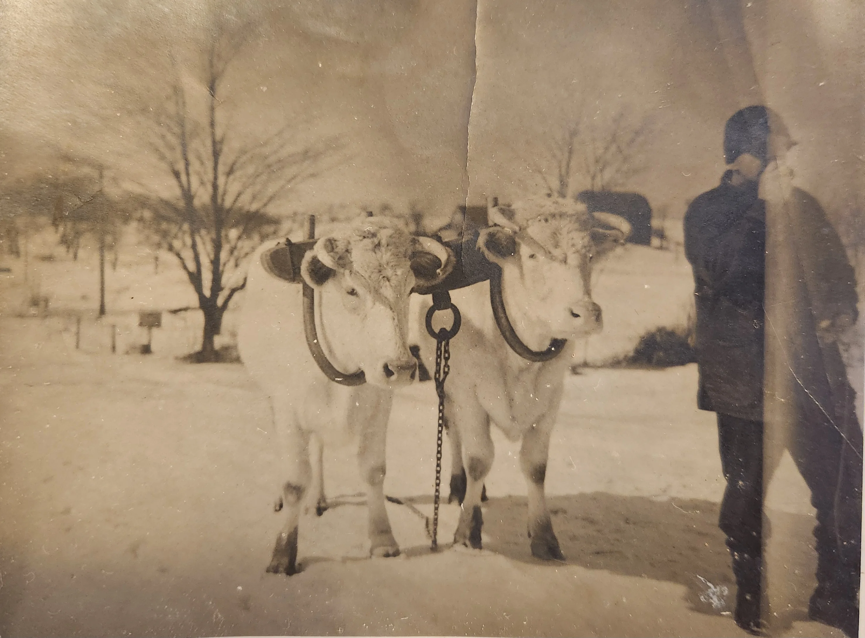 Historic photo of oxen in winter landscape with a man