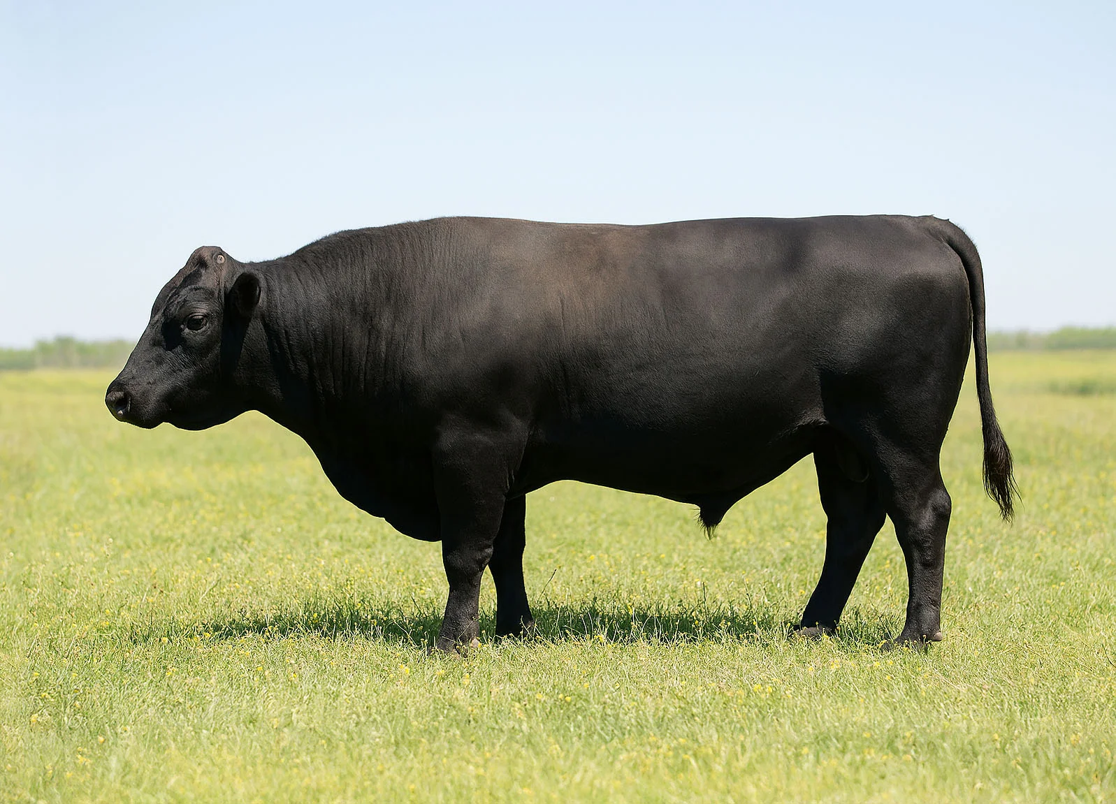 Black Angus cow grazing in a green pasture