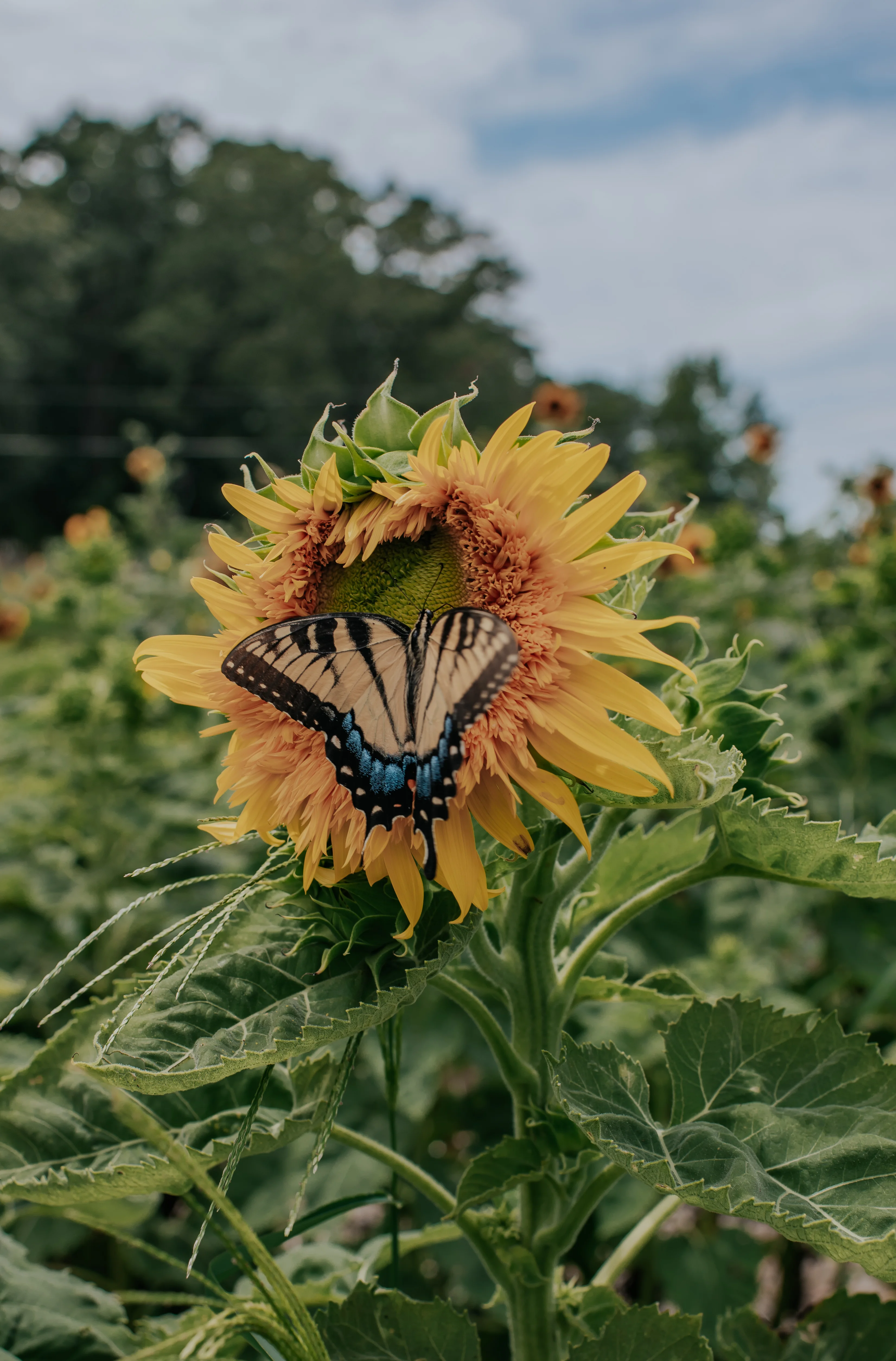 Butterfly resting on a sunflower in a vibrant field
