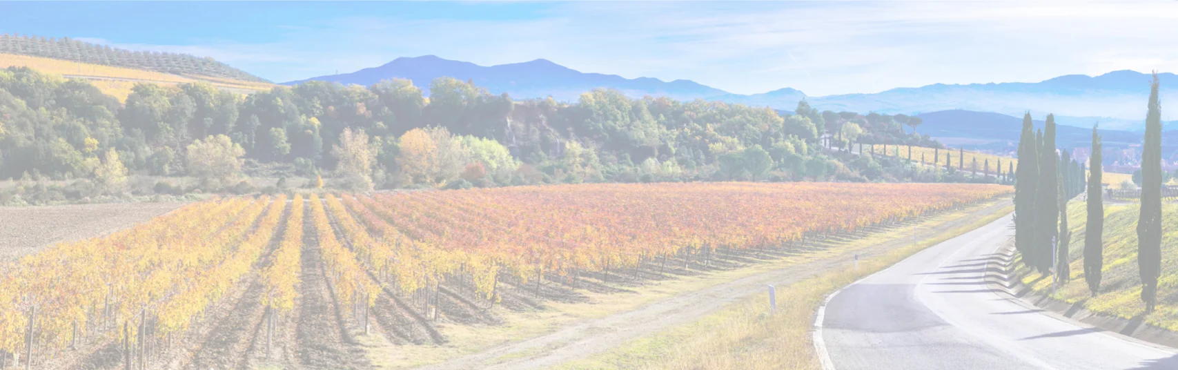Scenic vineyard landscape with autumn colors and winding road