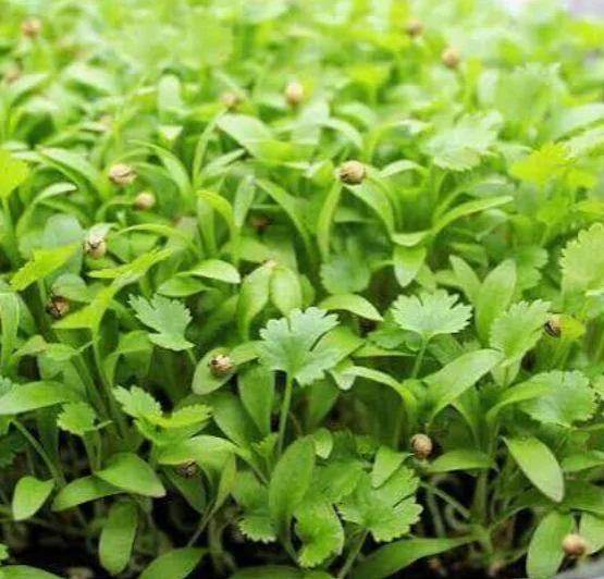 Fresh cilantro seedlings growing in a vibrant green garden