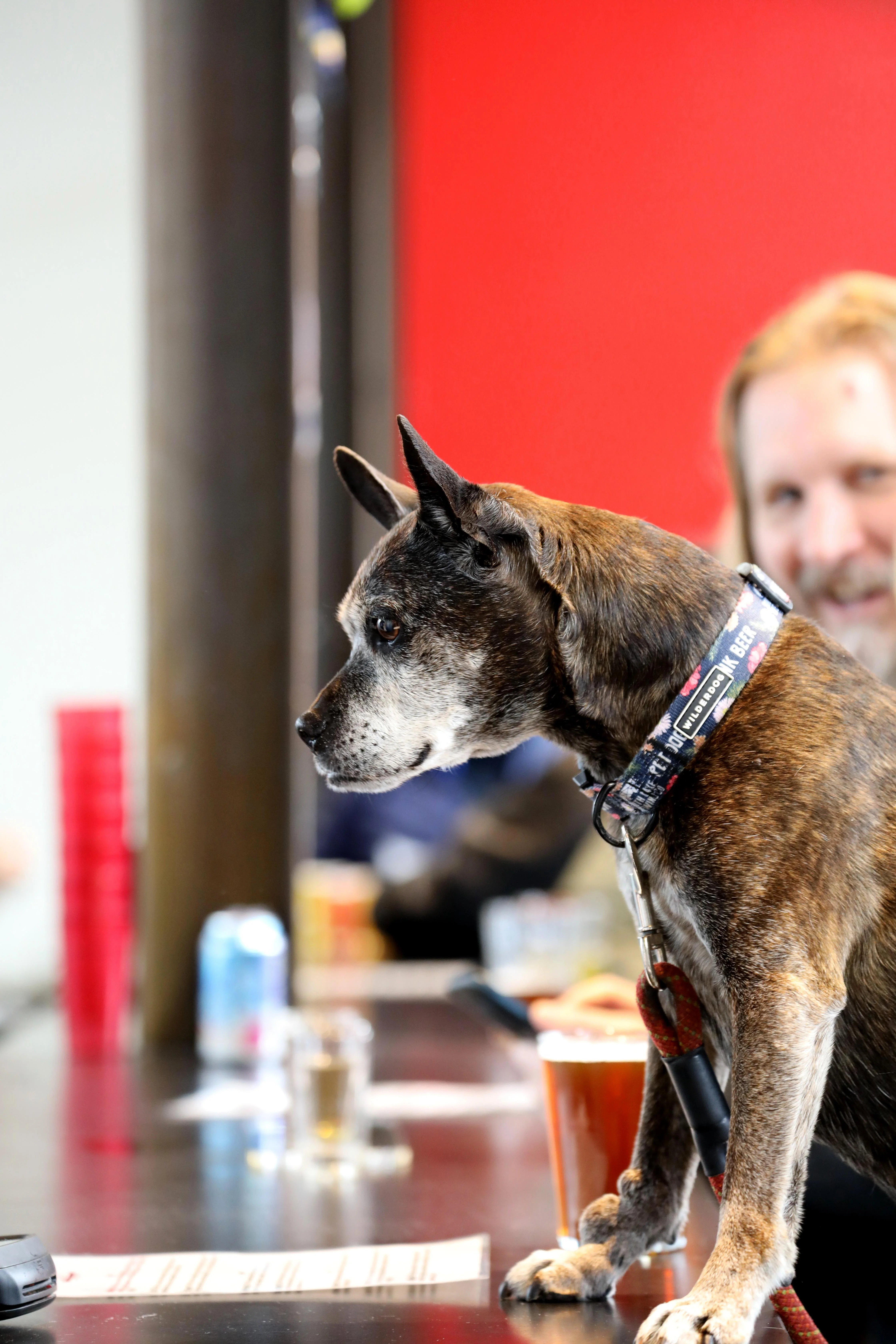 Dog focused on activity out of frame