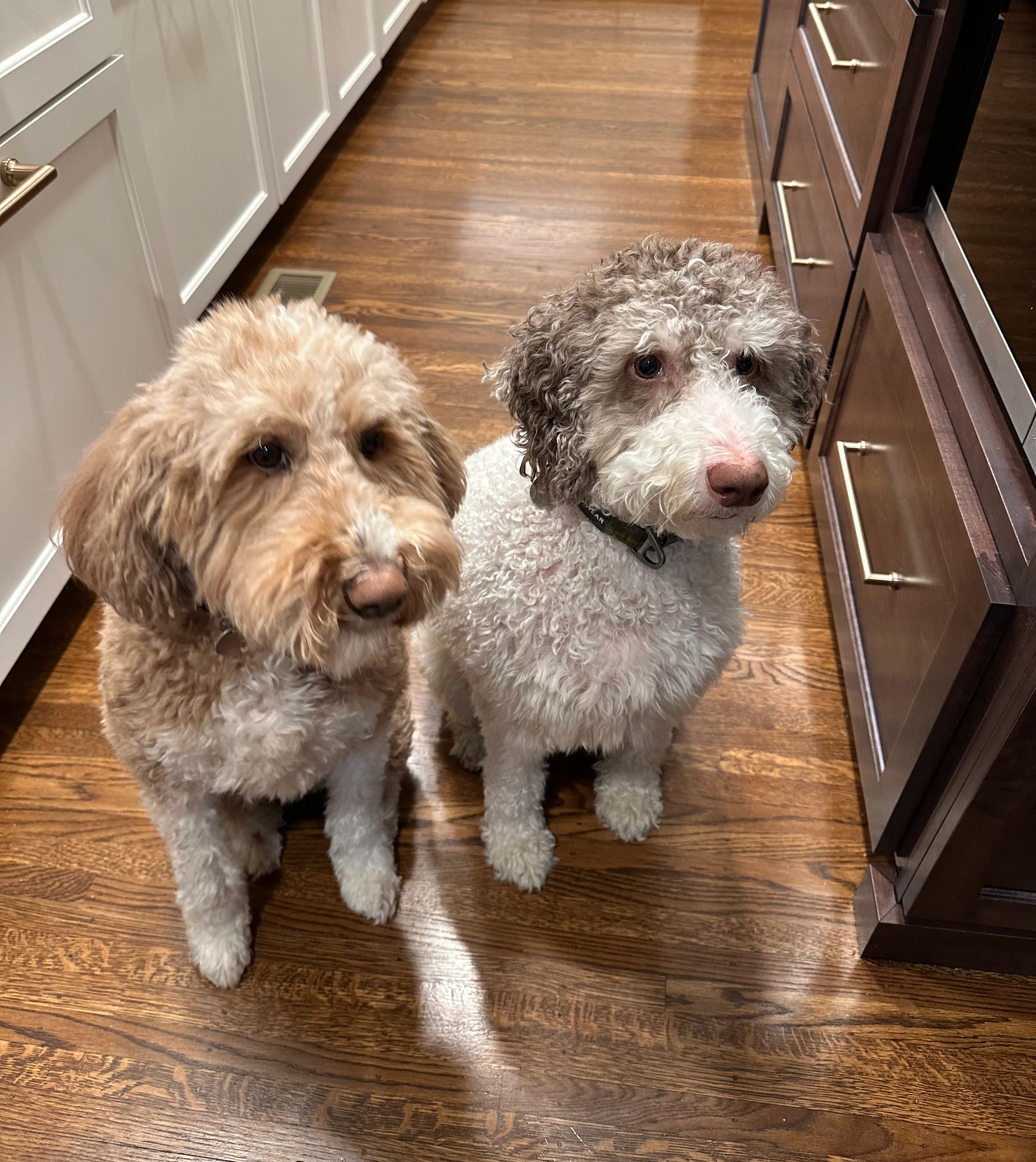 Two adorable dogs sitting in a modern kitchen
