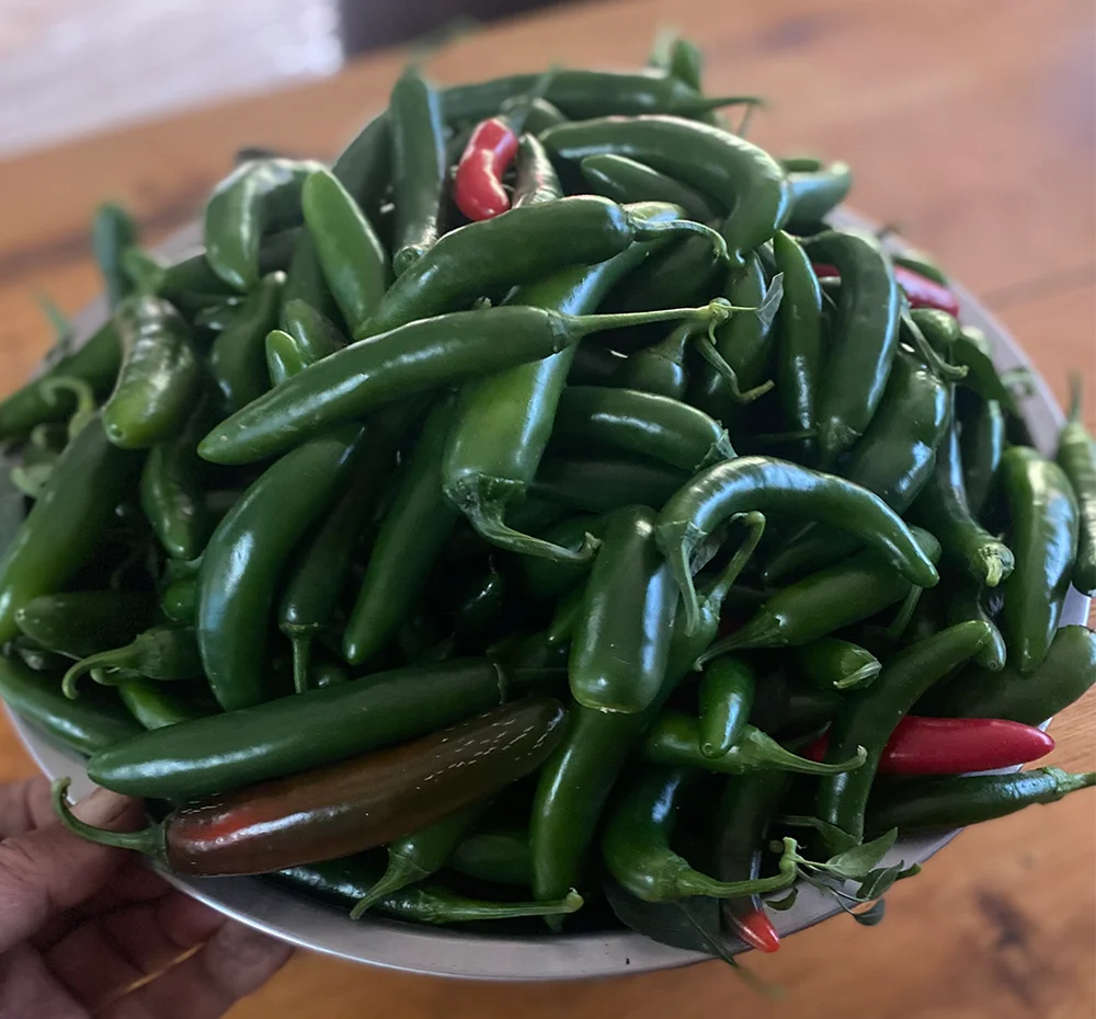 Fresh green and red chilies in a bowl for cooking