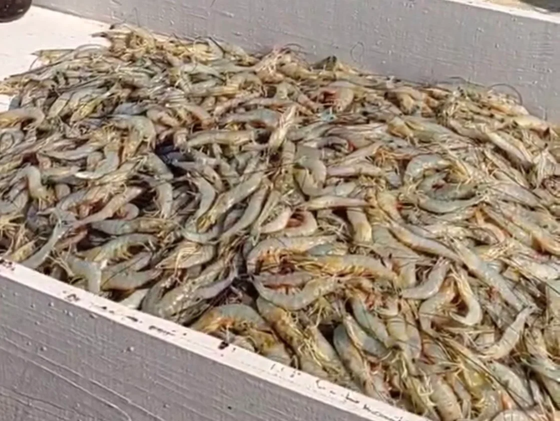 Freshly caught shrimp in a large container ready for seafood dishes