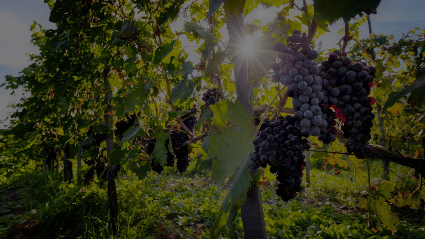 Tour De France Wine Dinner