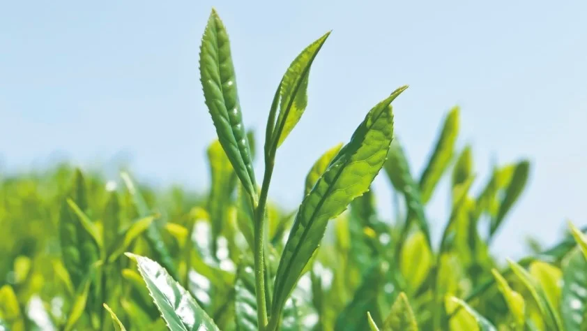 Fresh green tea leaves under blue sky
