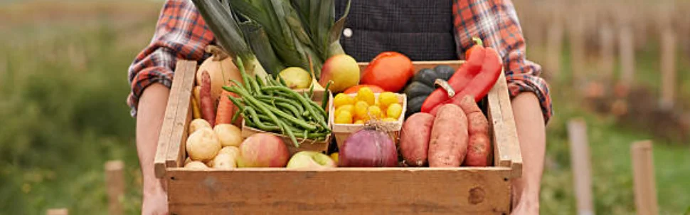 Freshly harvested vegetables in a wooden crate