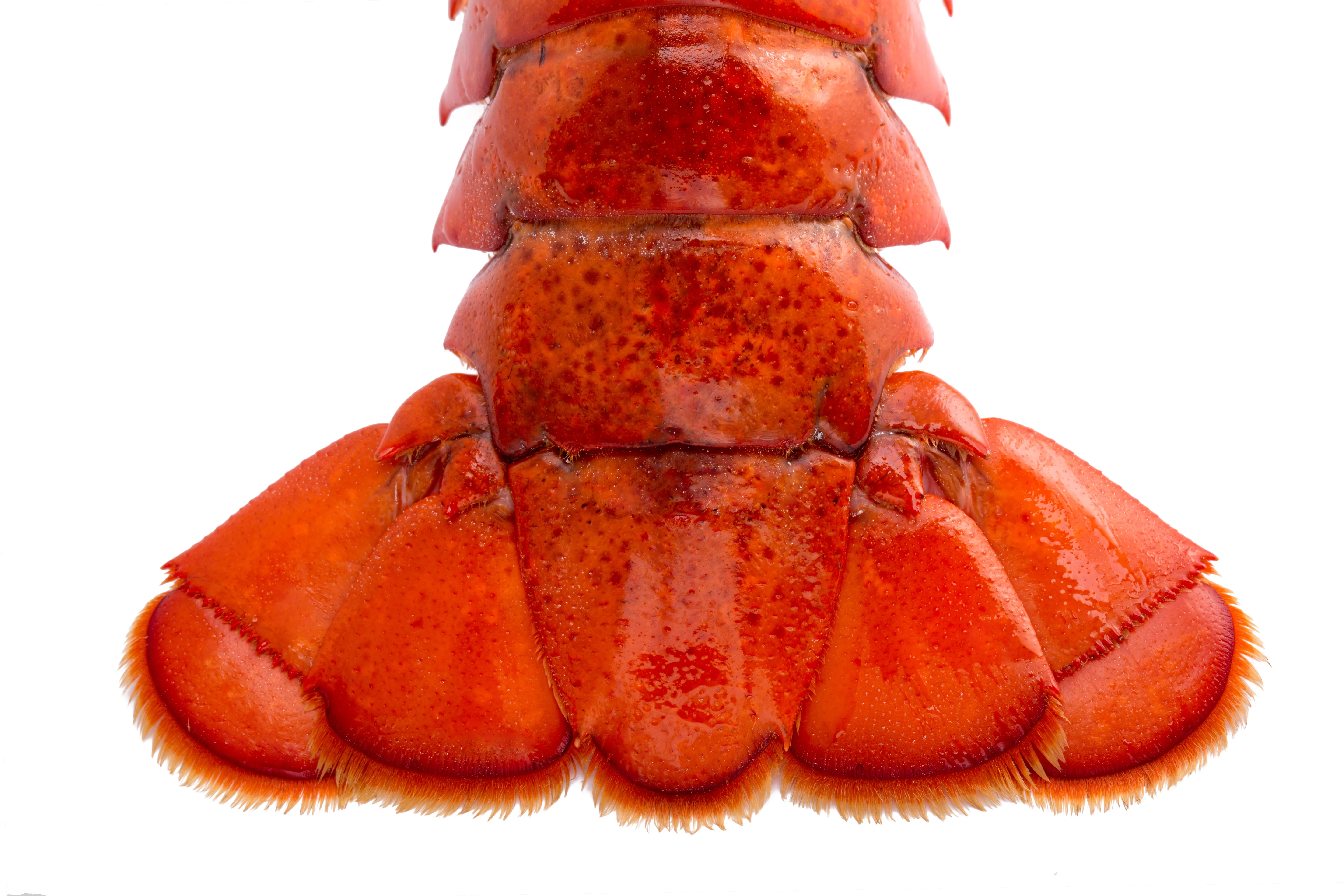 Freshly cooked lobster tail ready for gourmet dishes