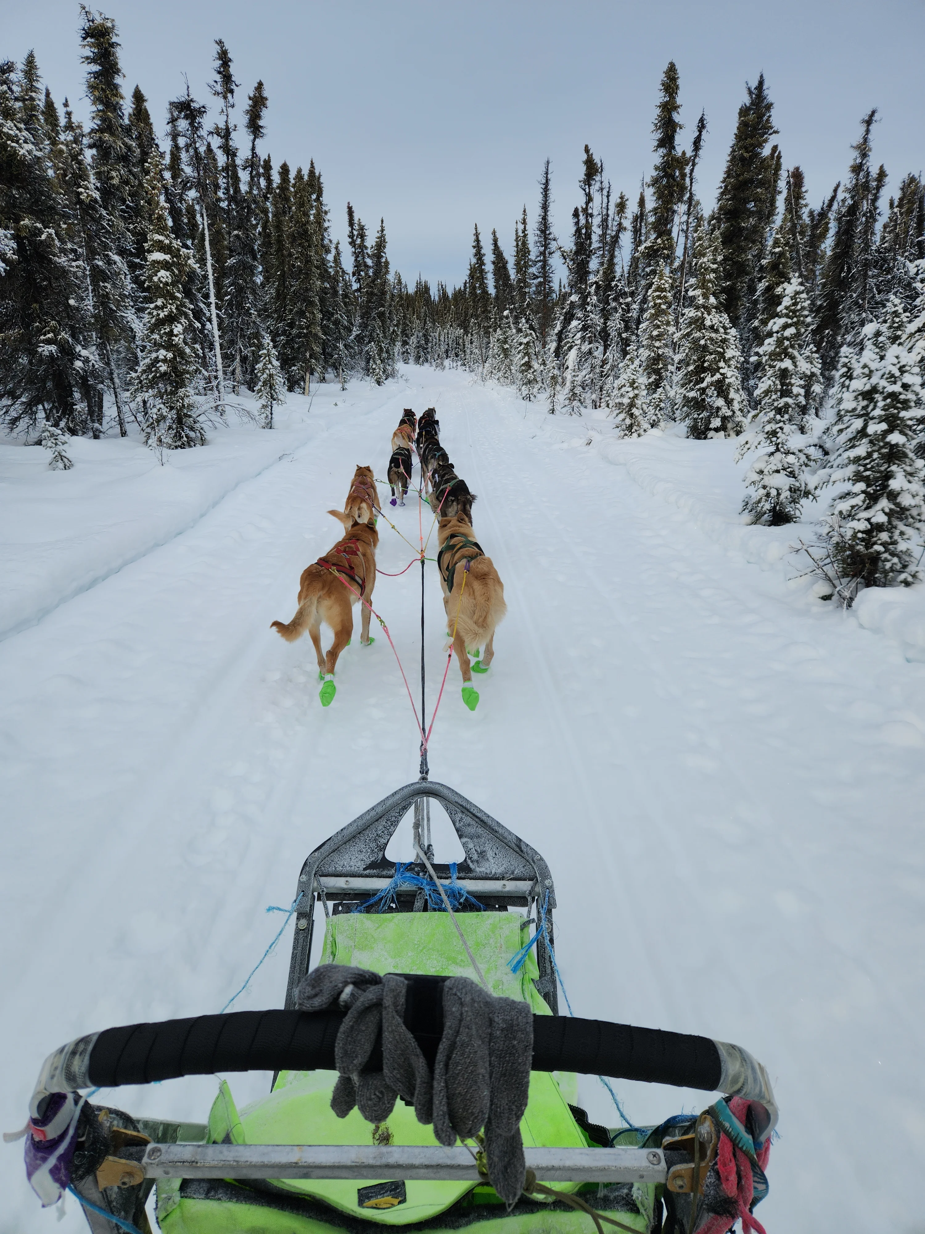 A dog mushing team running on a snowy trail with mountains in the background.