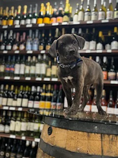 Playful puppy standing on a wine barrel in a store