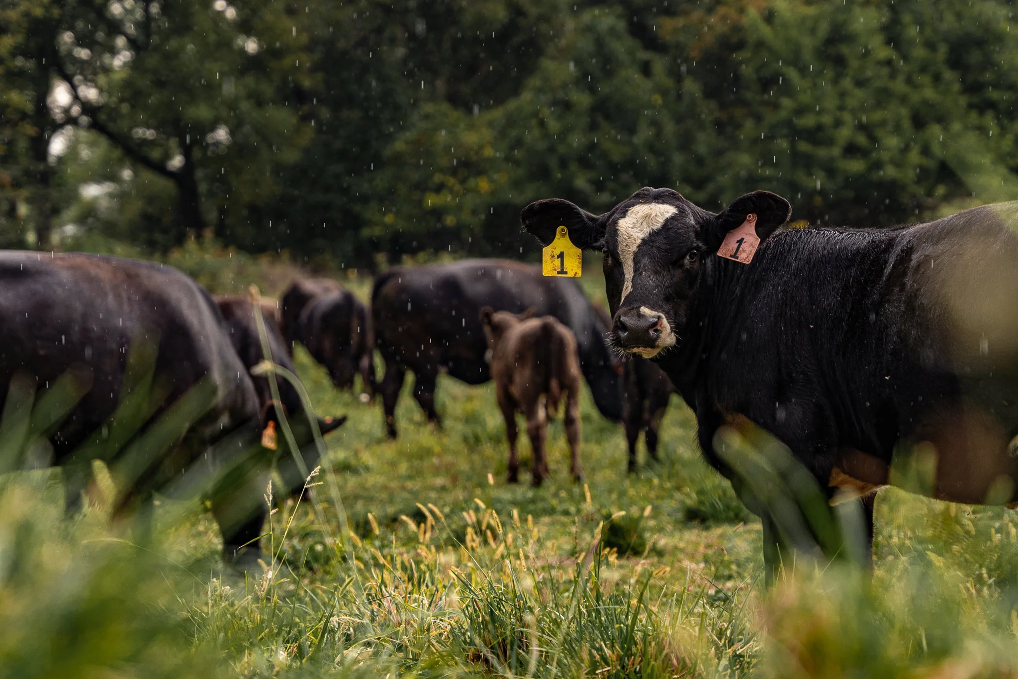 Fresh cuts of beef from Giles Farm Cattle displayed on a wooden board.