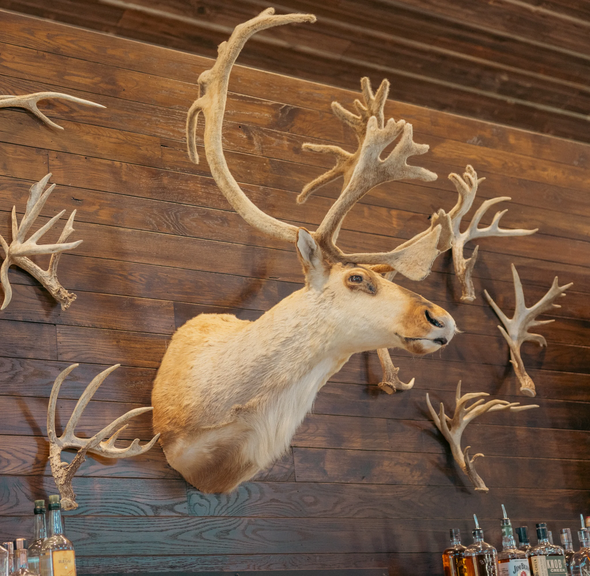 Rustic bar interior with mounted antlers and a wooden wall