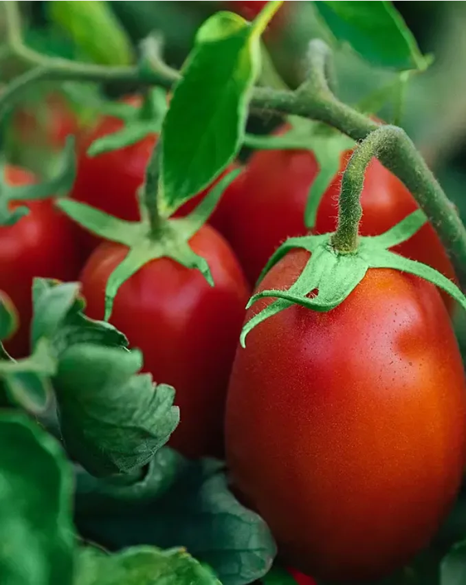 Freshly harvested tomatoes on the vine