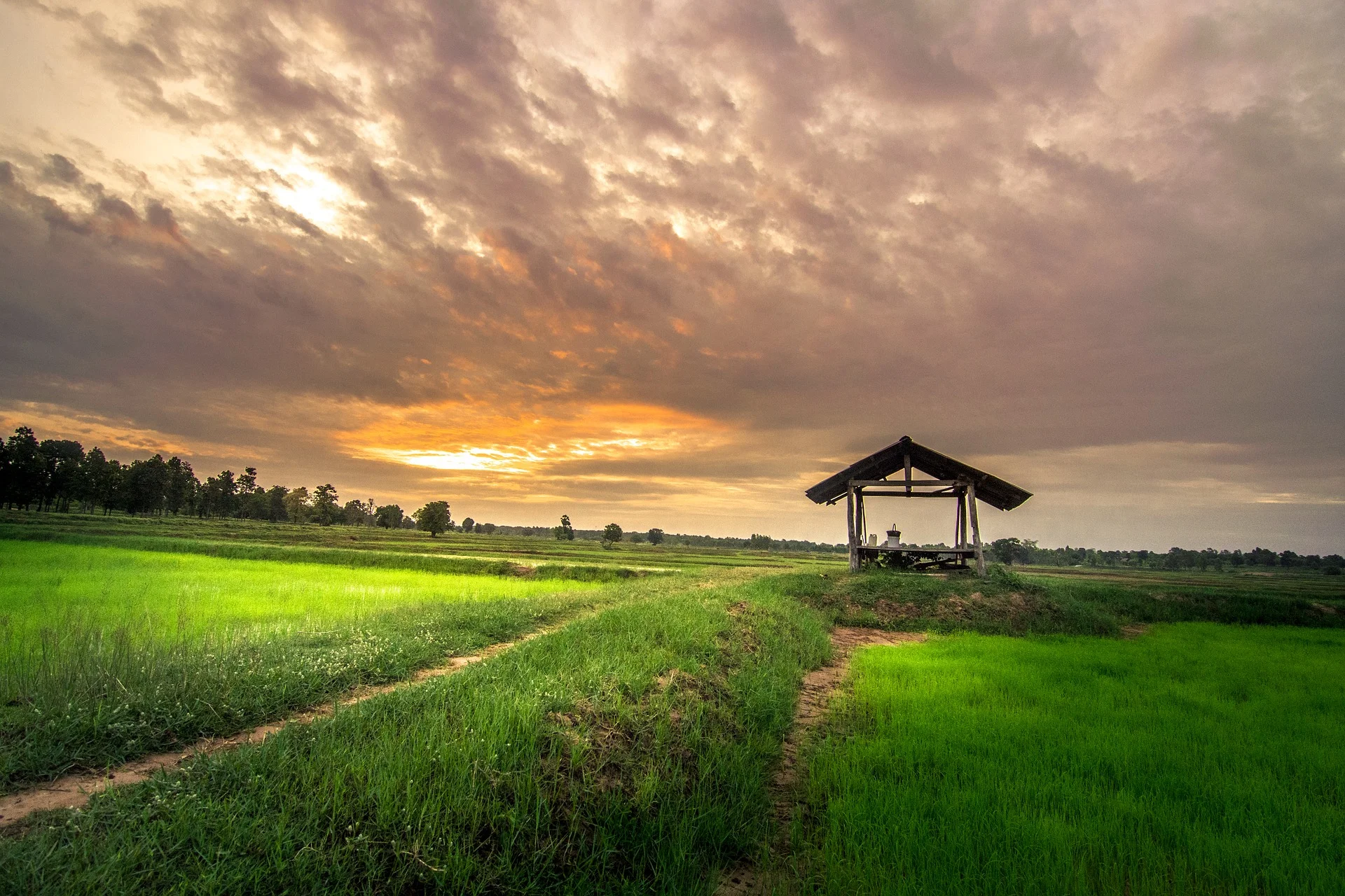 Scenic view of rice fields at sunset with a wooden pavilion