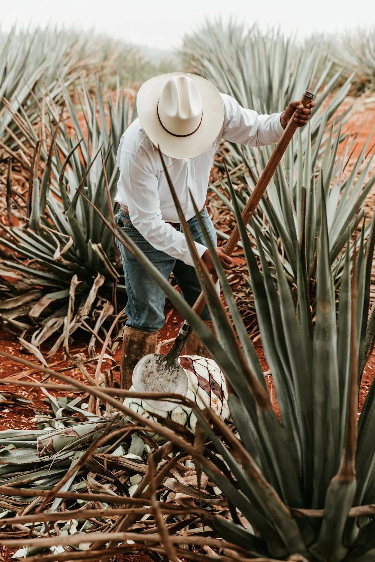 A person harvesting agave plants in a field. They are wearing a white shirt, jeans, and a wide-brimmed hat while working with a tool in the midst of thick agave leaves.