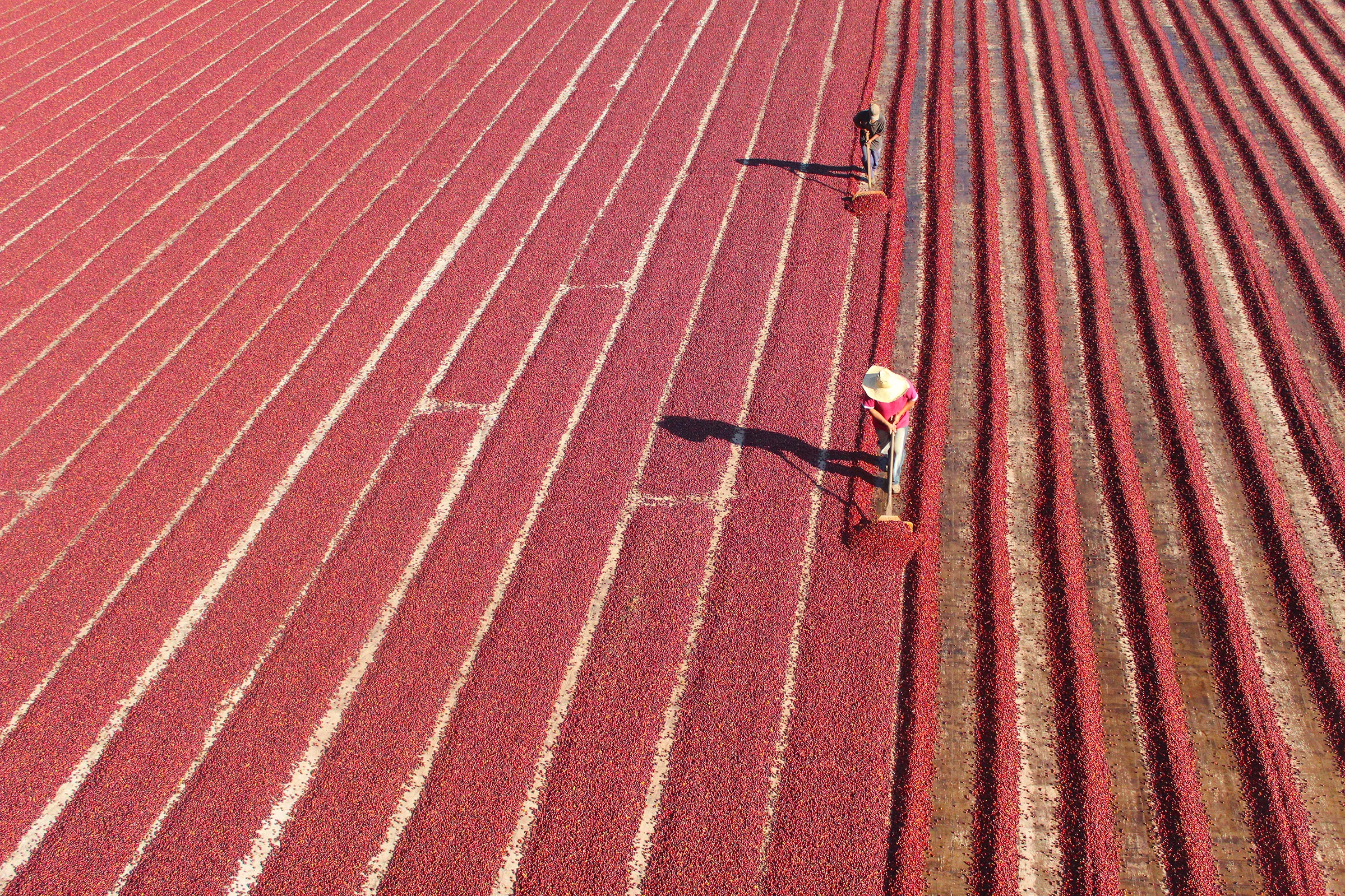 Harvesting cranberries in a vibrant field