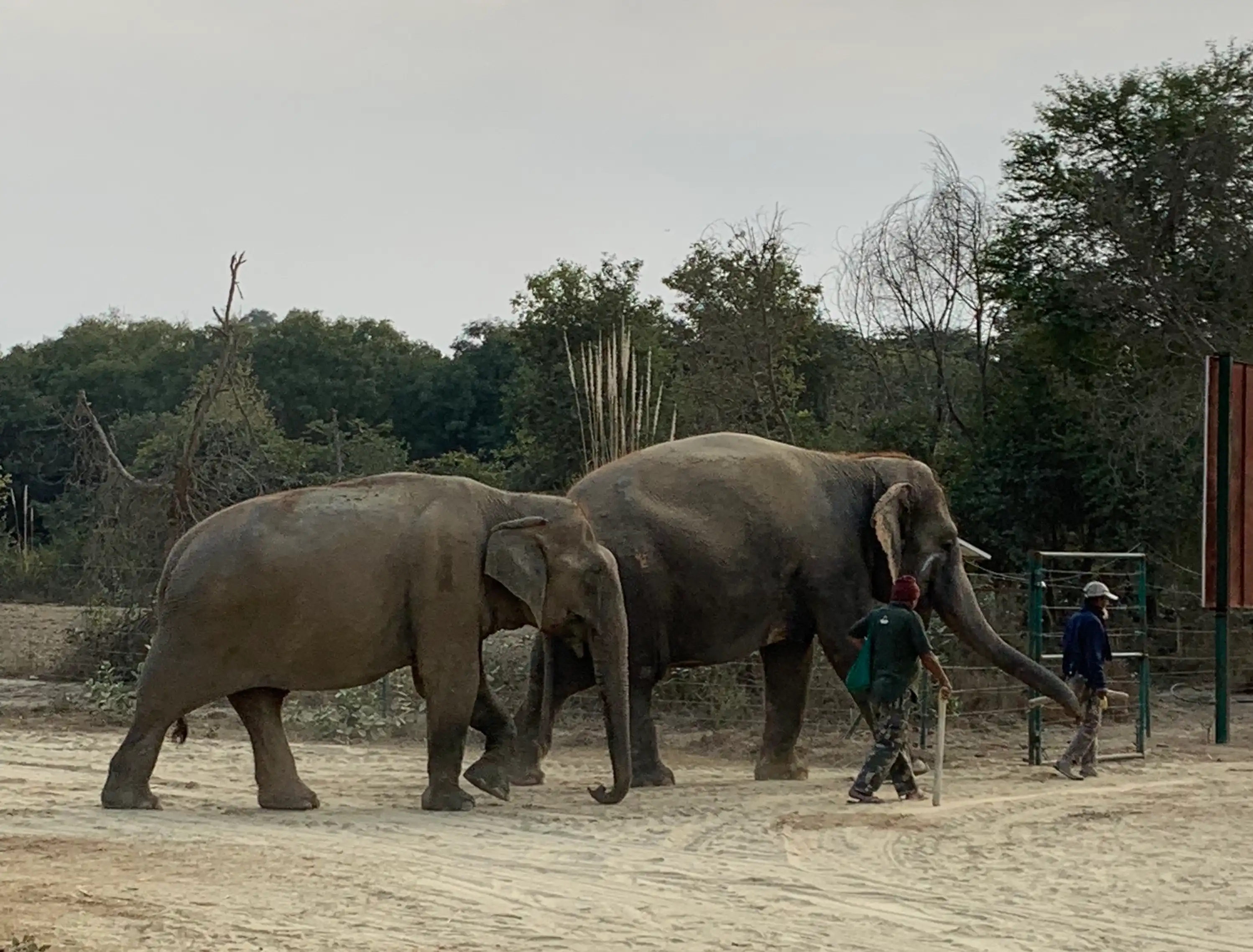 WILDLIFE SOS