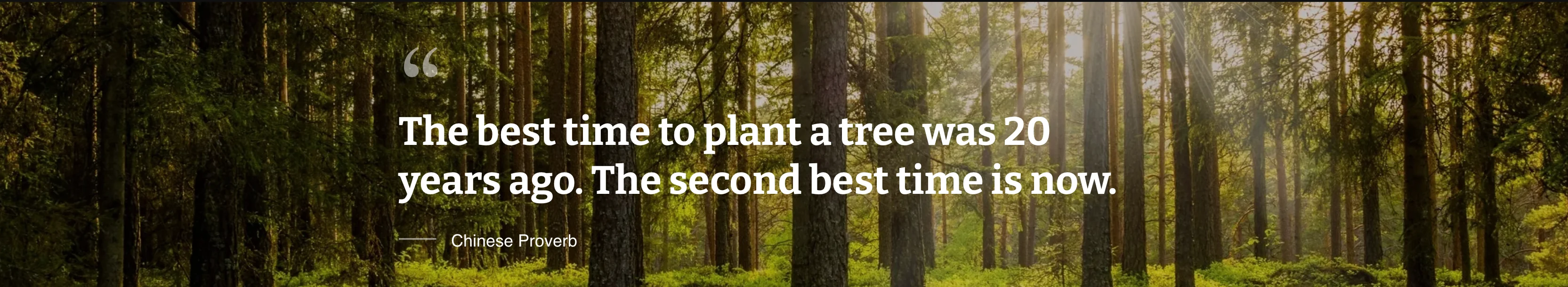 Sunlit forest with trees and a motivational quote