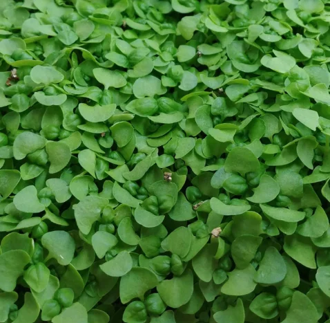 Fresh microgreens ready for culinary use