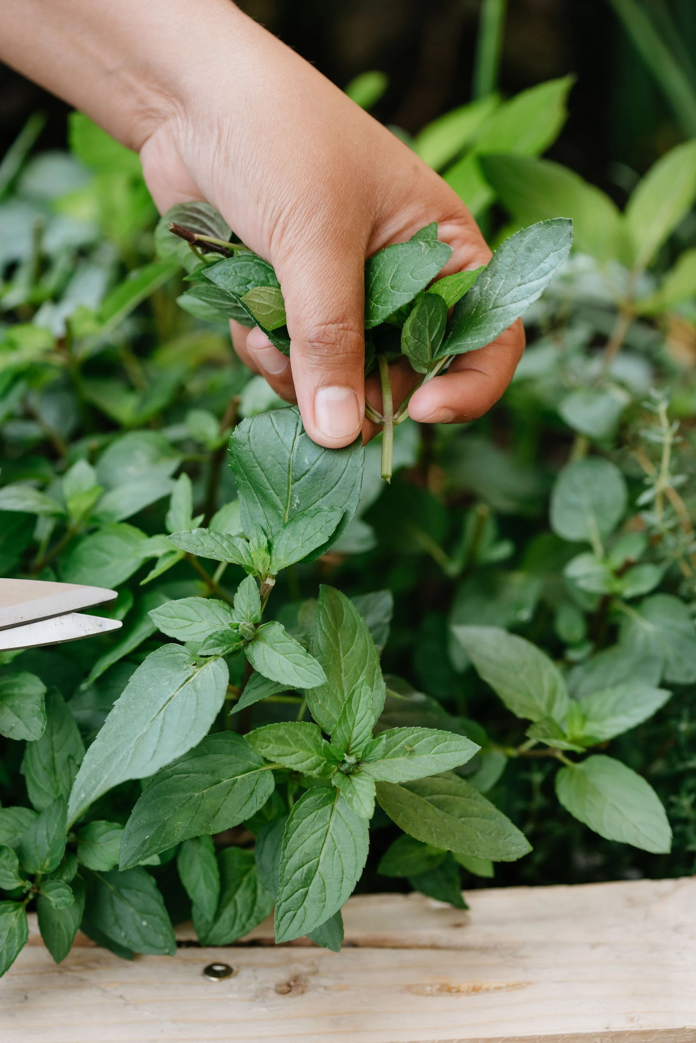 Hand harvesting fresh mint leaves from a garden.