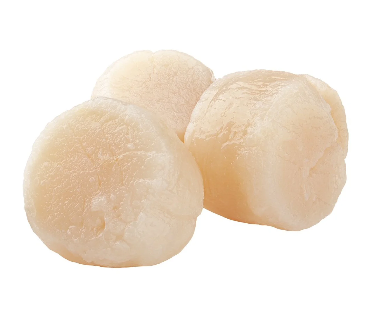 sea-scallops