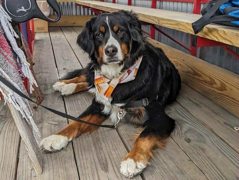 Bernese Mountain Dog relaxing on wooden deck