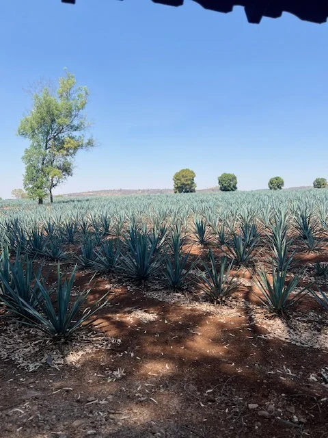 Agave field under a clear blue sky