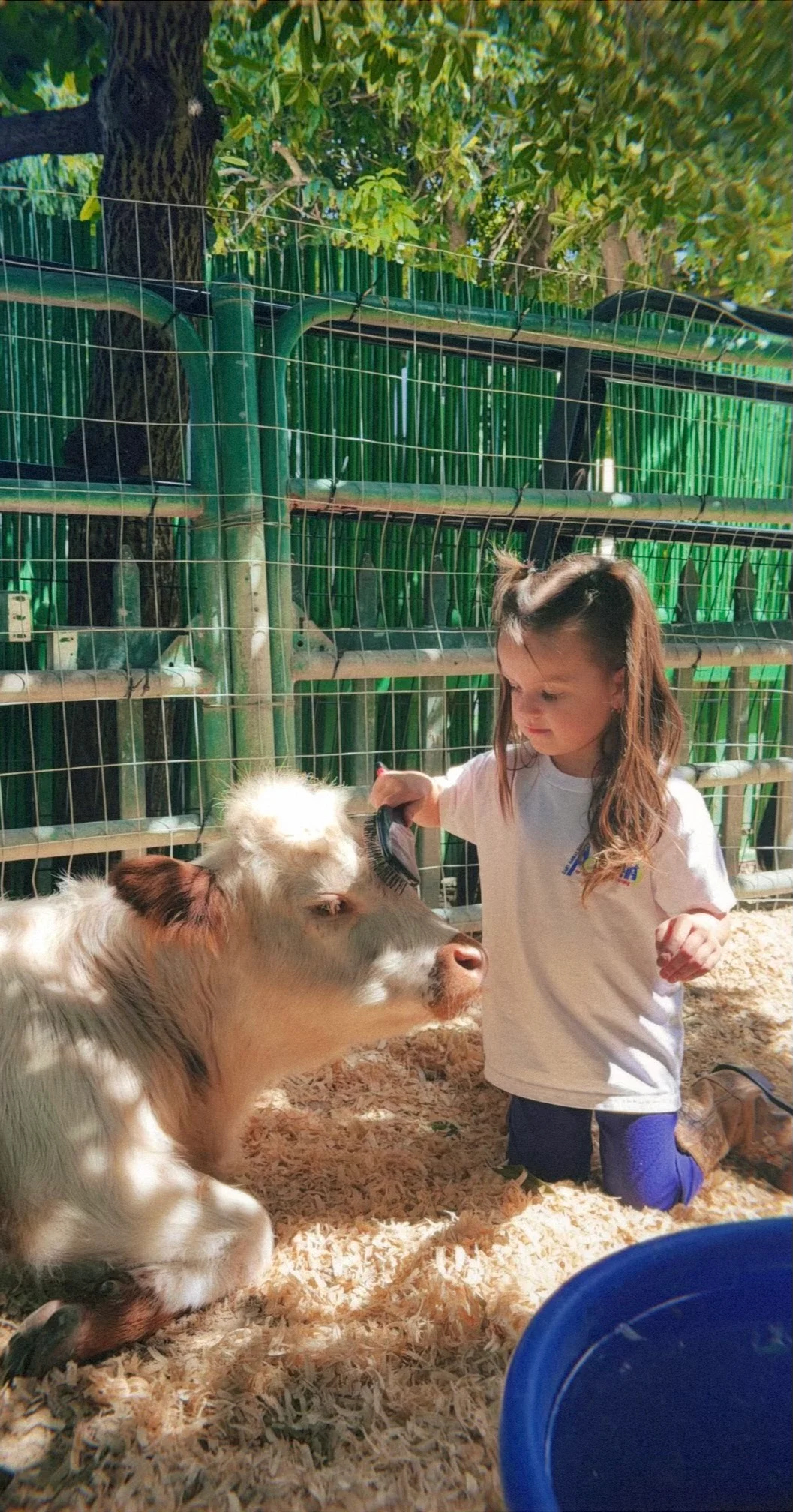 Child brushing a calf in a farm setting