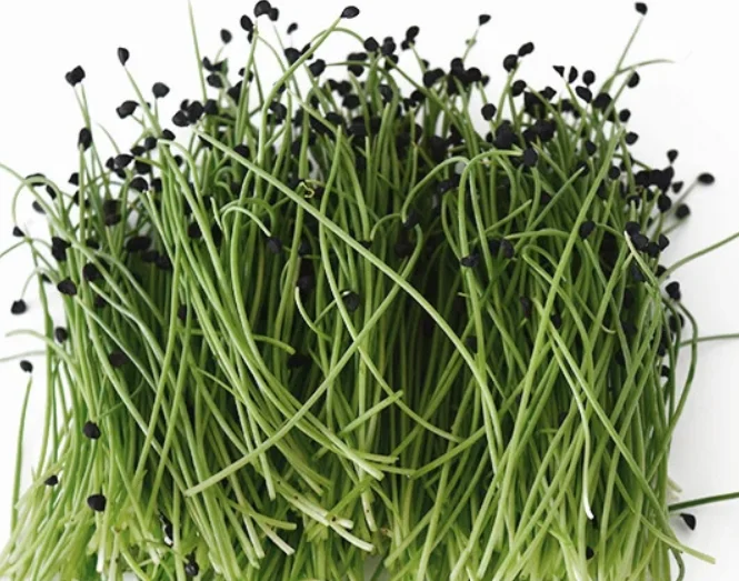 Fresh microgreens ready for culinary use in dishes