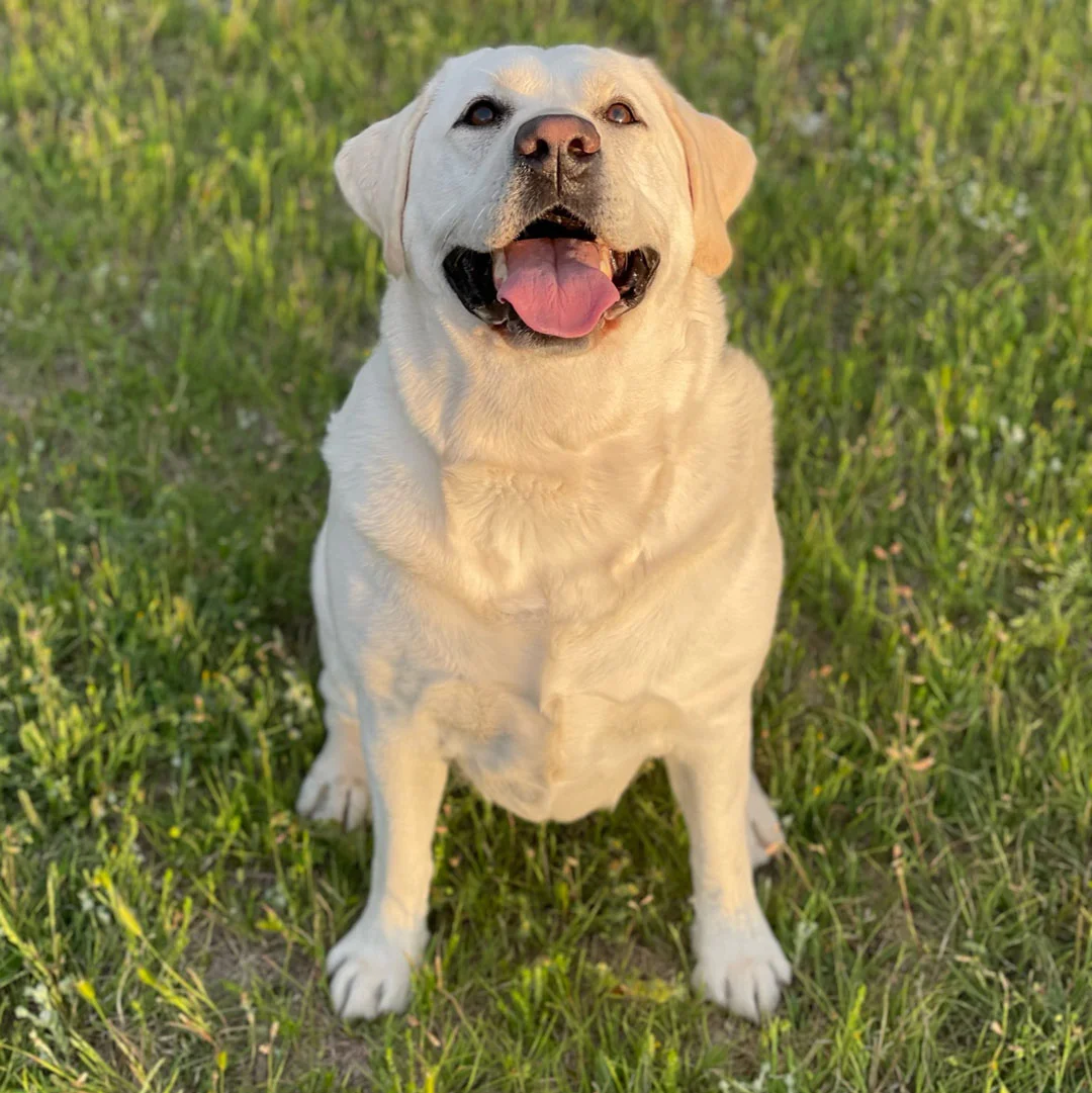 Happy Labrador retriever sitting on grass