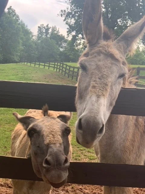 Two friendly donkeys at a farm fence