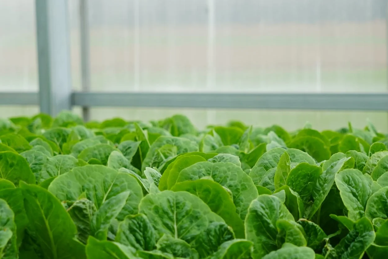 Lush romaine lettuce growing in a greenhouse
