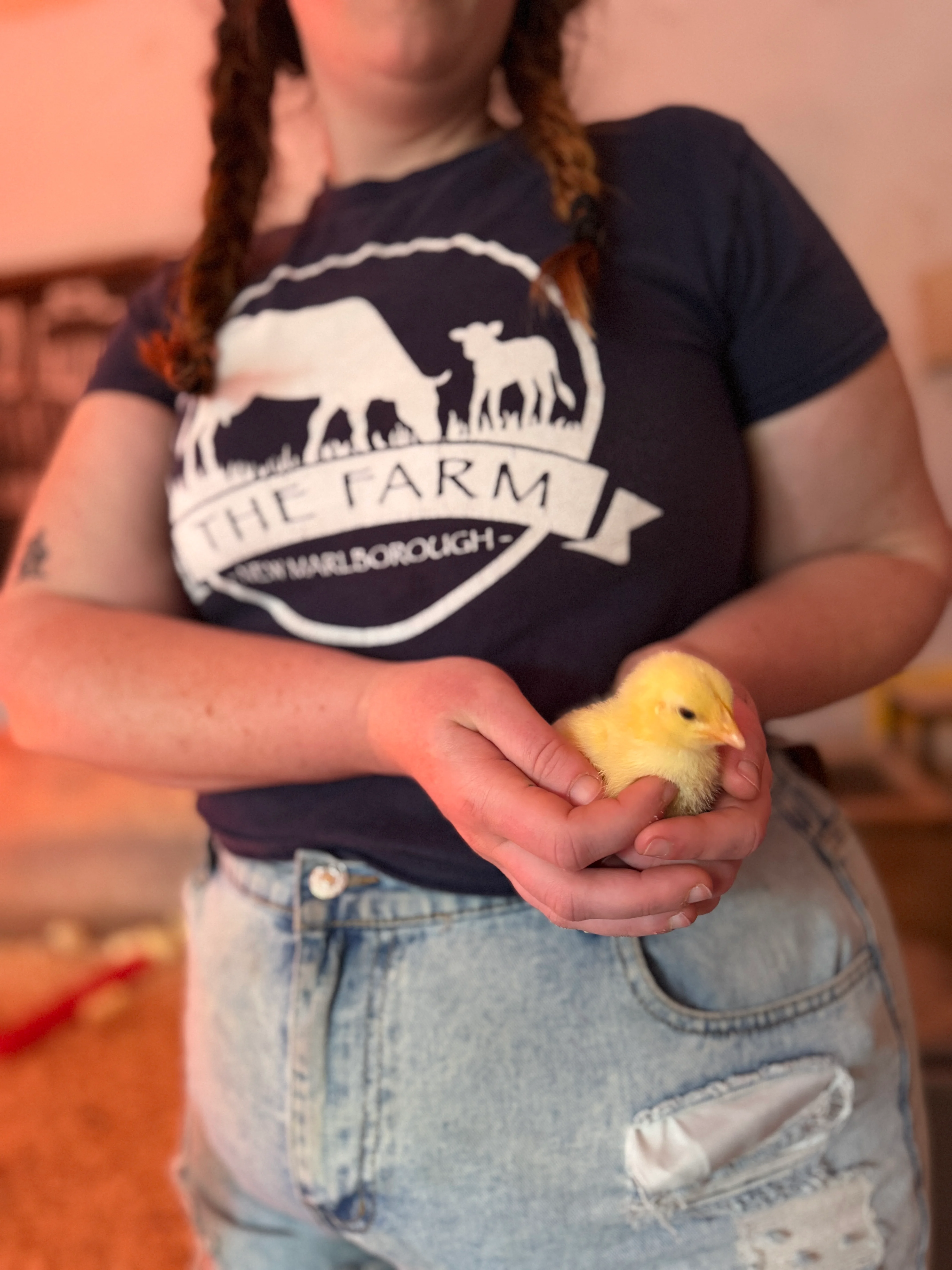 Person holding a yellow chick on a farm
