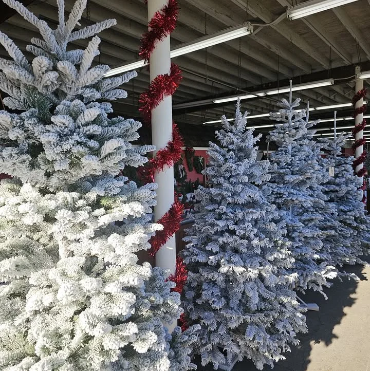 A variety of Christmas trees arranged for sale in a display area, under soft lighting at dusk.