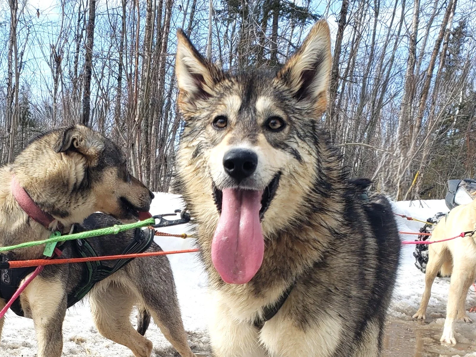 A close-up of a happy sled dog with its tongue out, alongside another dog in the background, set in a snowy forest environment.