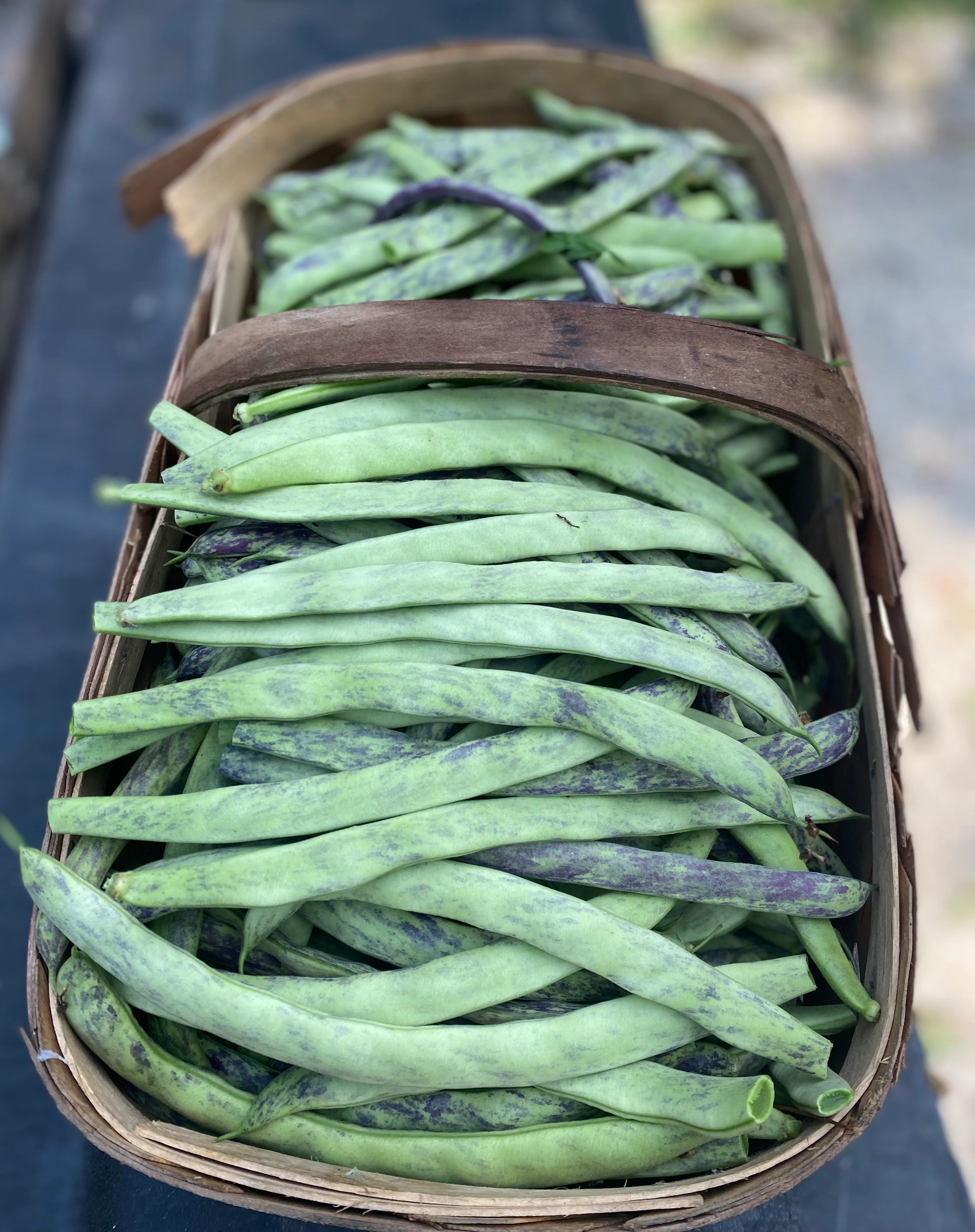 Freshly harvested green beans in a basket