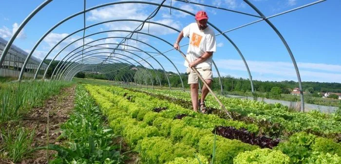 Farmer tending to fresh lettuce in a greenhouse