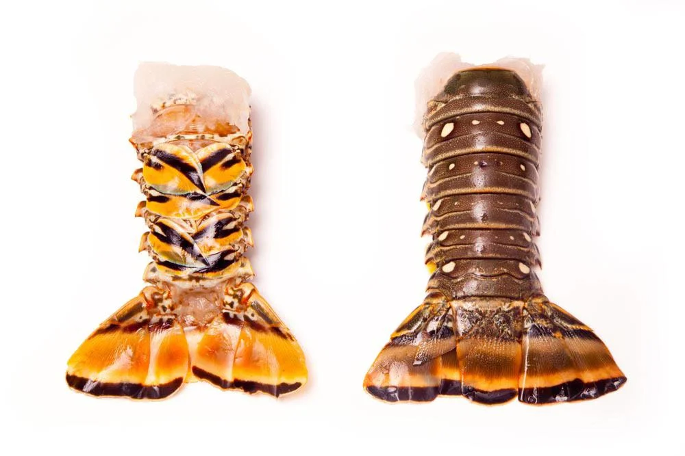 Lobster Rock Tails 24oz up, 10lb. Pack