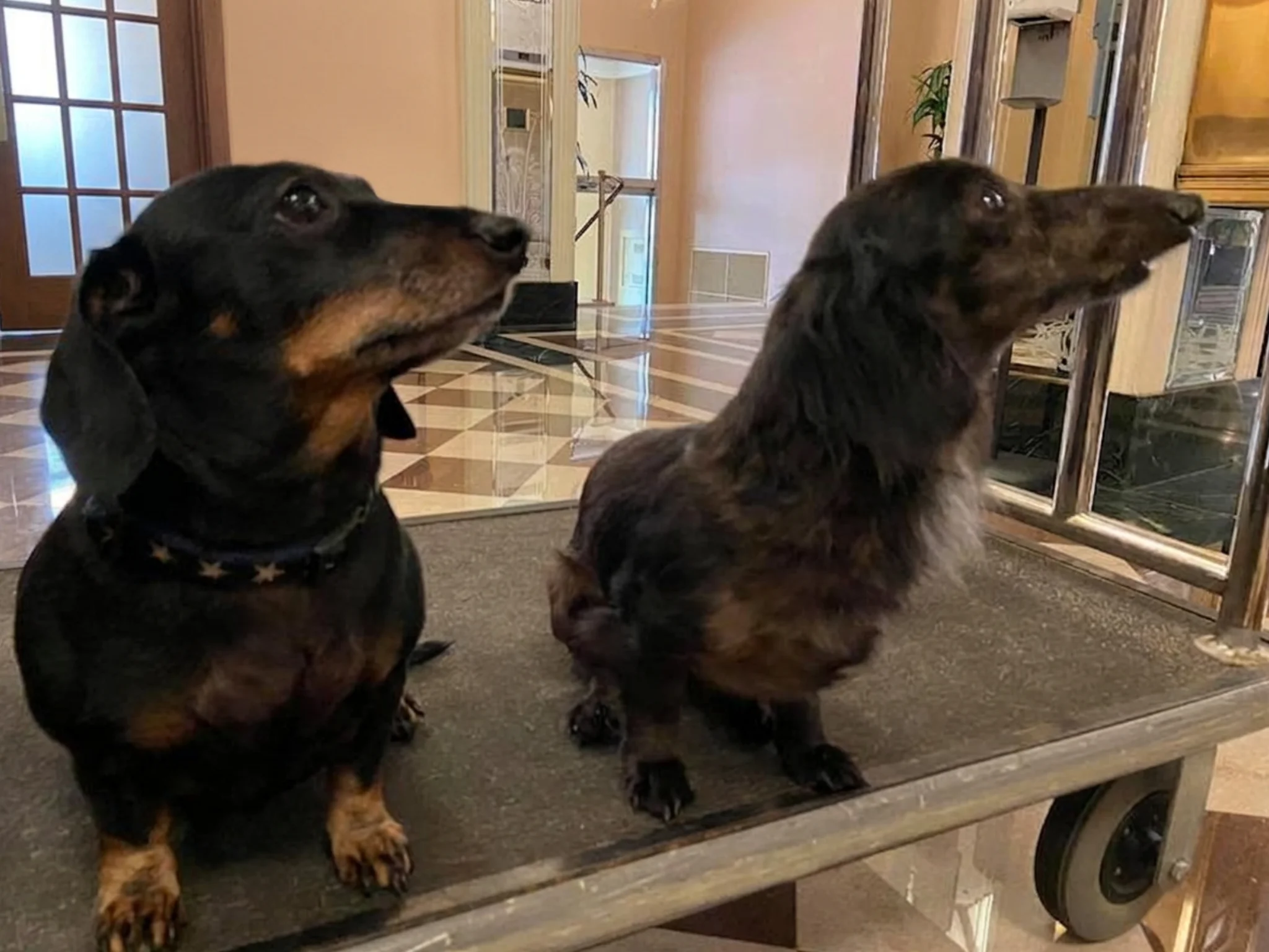 Two dachshund dogs sitting on a cart in a stylish interior.