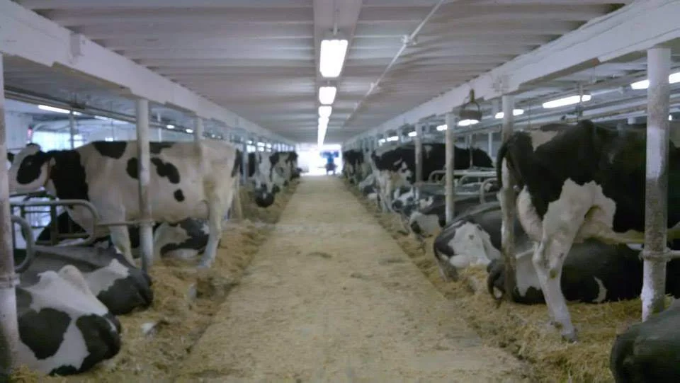 An interior view of a barn filled with cows resting on straw, showcasing the everyday life on a dairy farm.