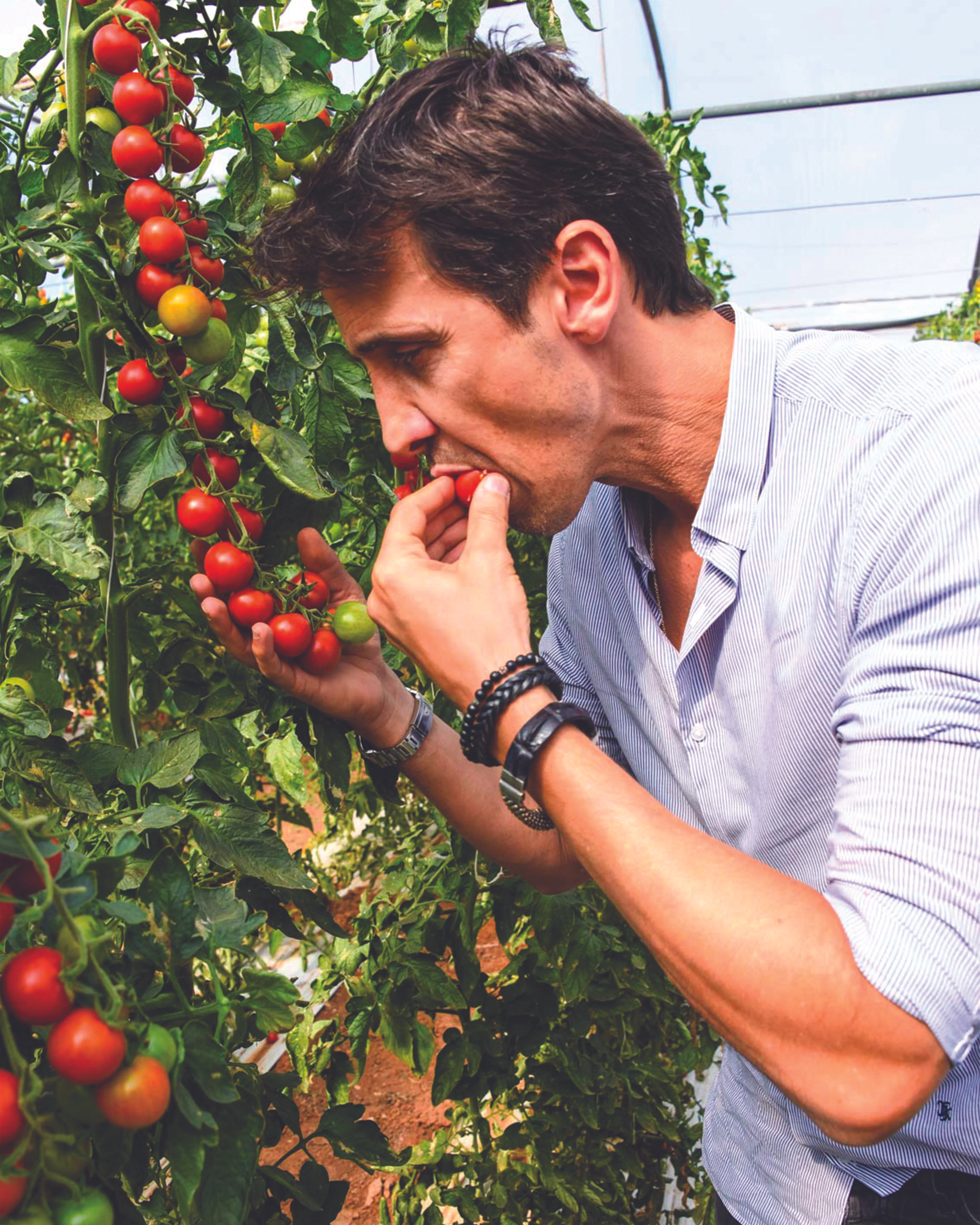 Person harvesting ripe cherry tomatoes in a greenhouse