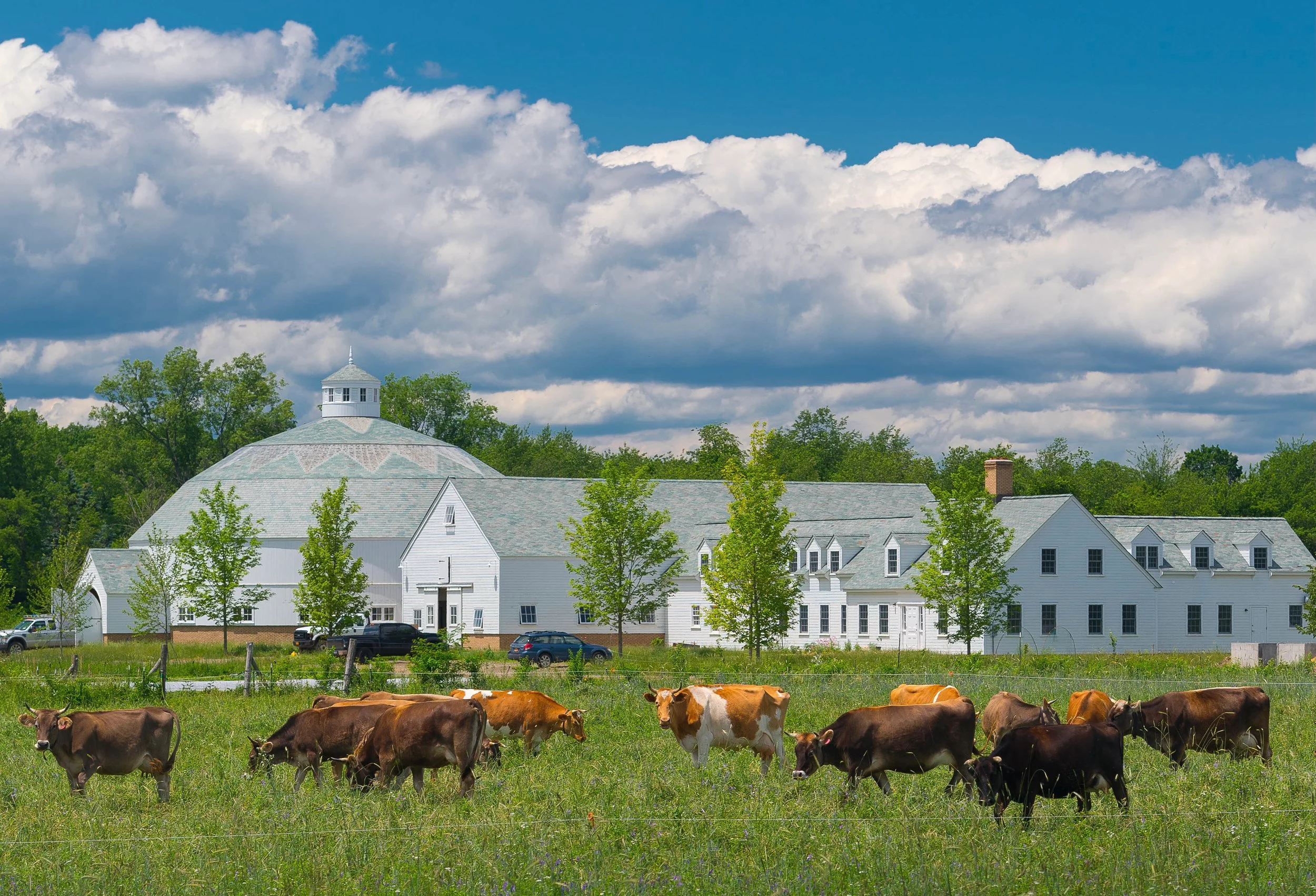 Scenic farm with cows grazing near a white barn under blue skies