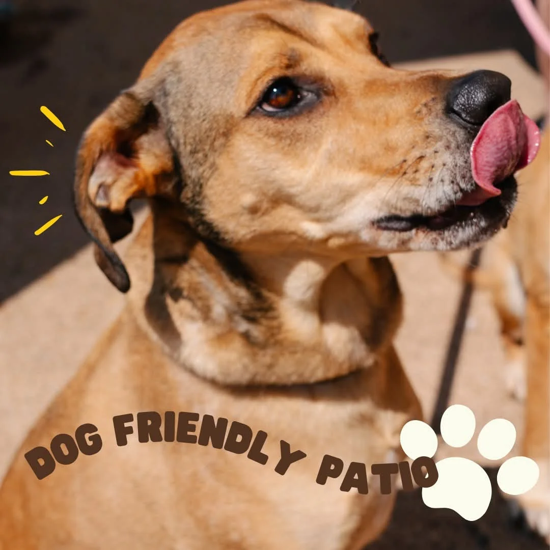 Happy dog enjoying a sunny day on a dog-friendly patio