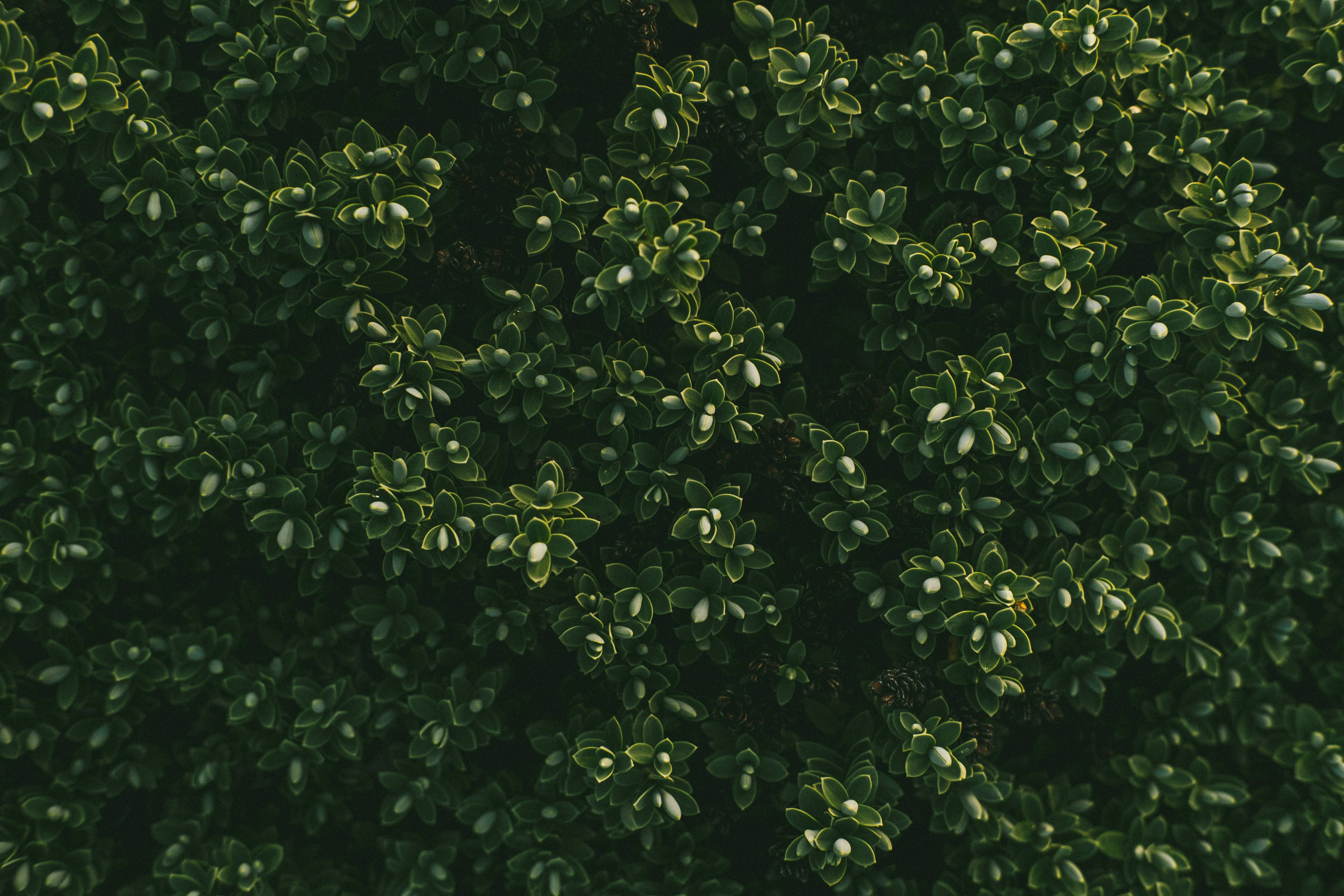 Lush green foliage with small leaves