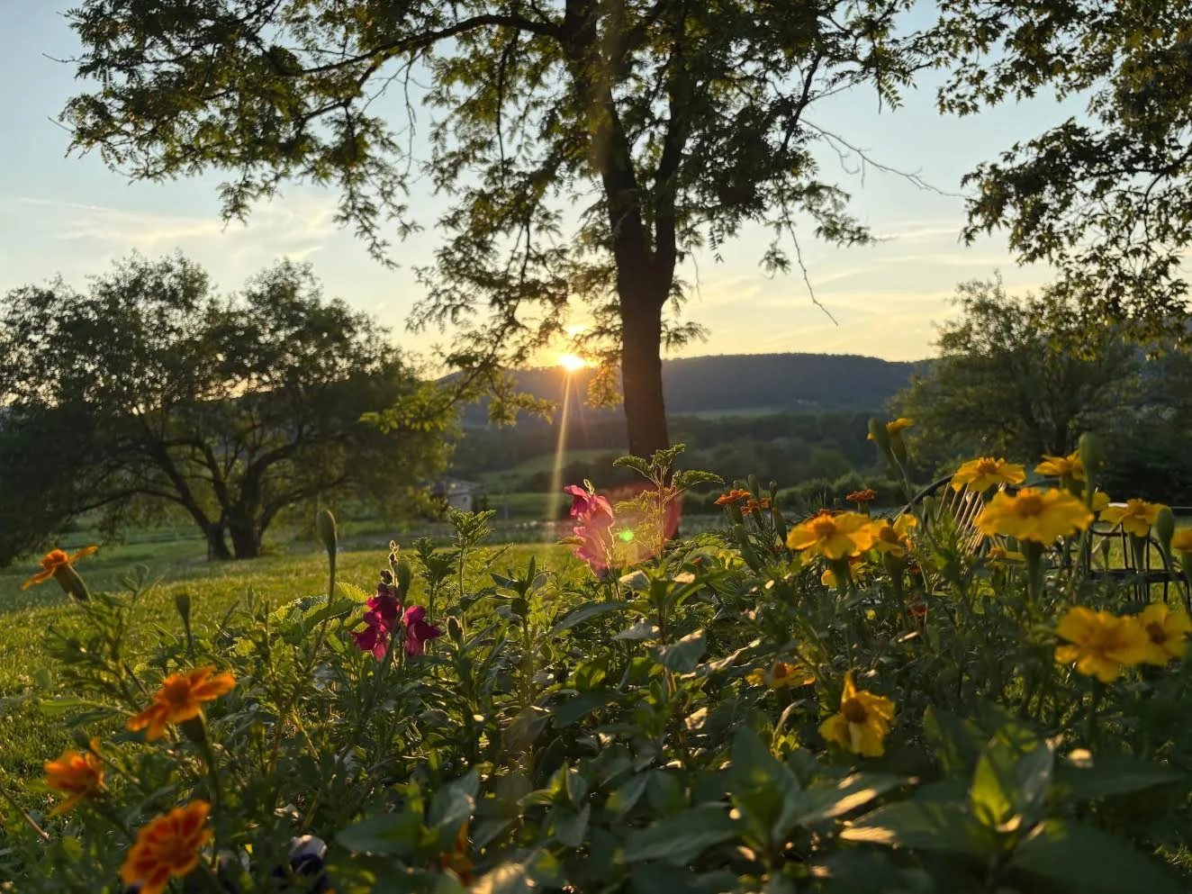 Sunset view over a field with blooming flowers