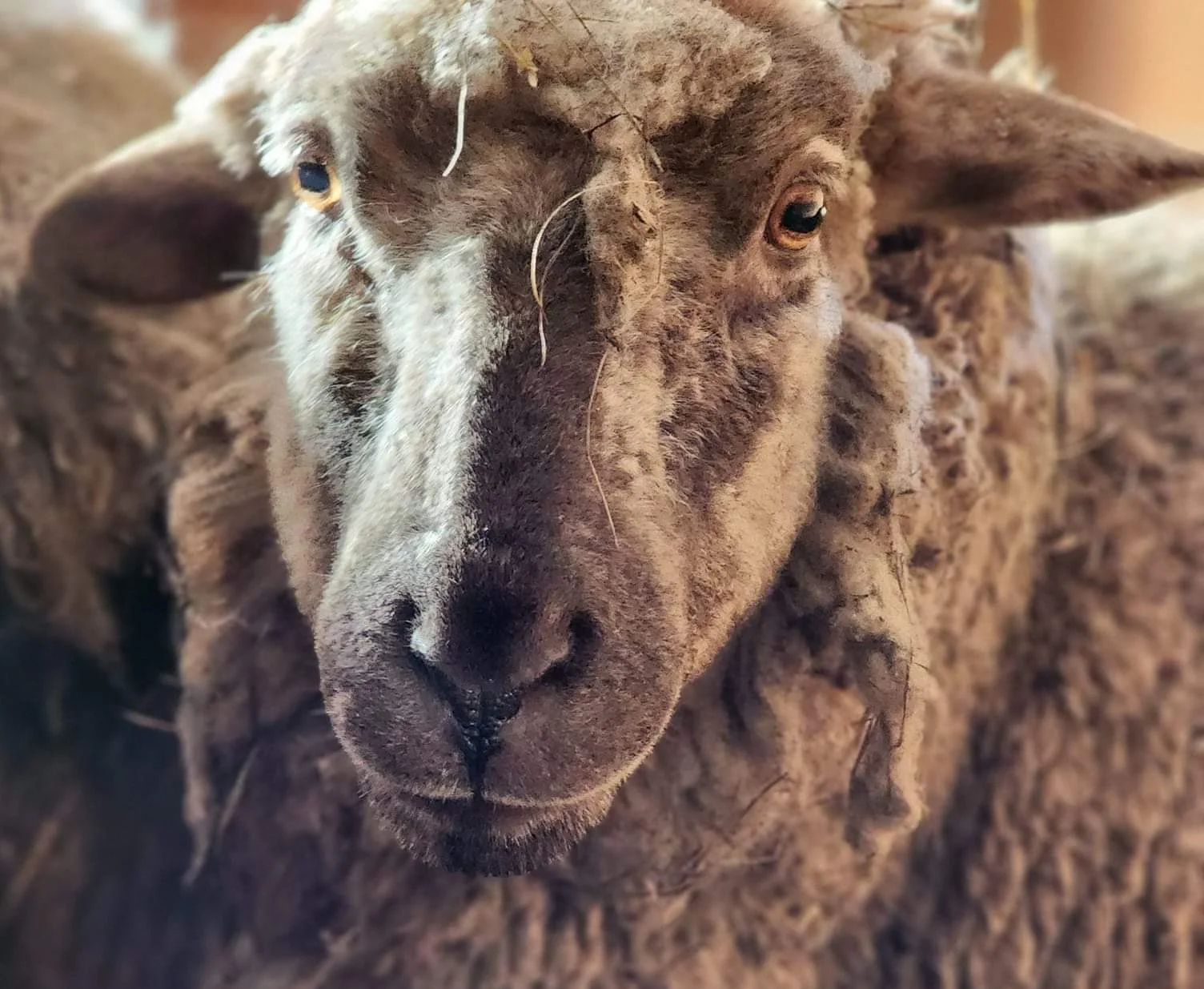 Close-up of a sheep with textured wool and expressive eyes